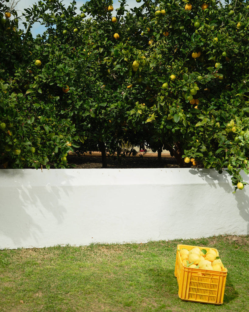 LEMON TART MEETS NIGHT NECTAR BLANC DE BLANCS 2021