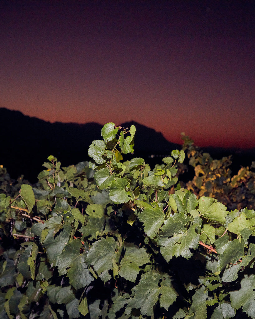 WHAT TO EXPECT FROM KRONE’S CAP CLASSIQUE 2025 HARVEST