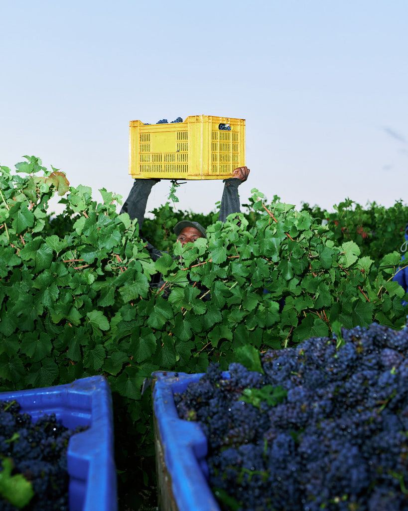 LISTENING TO THE VINE FOR KRONE CAP CLASSIQUE’S 2026 HARVEST